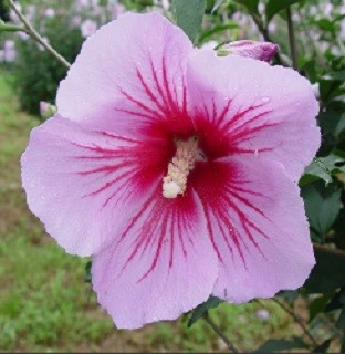 무궁화[출처=산림청]