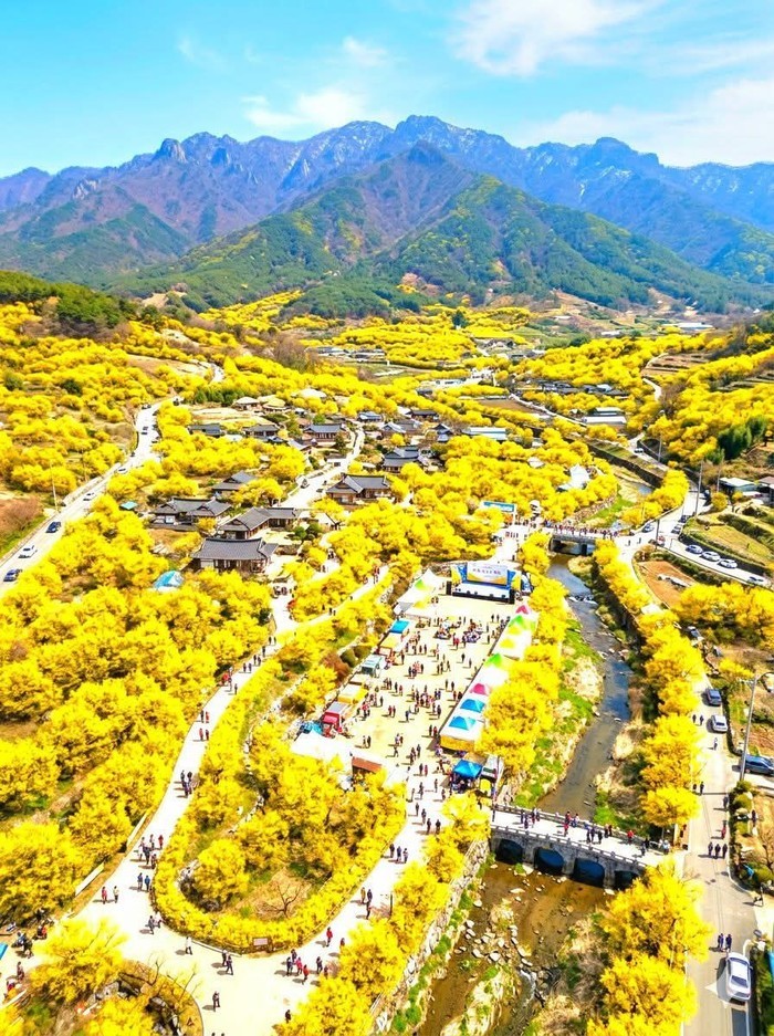 [포토] 의성군 사곡면 산수유 마을