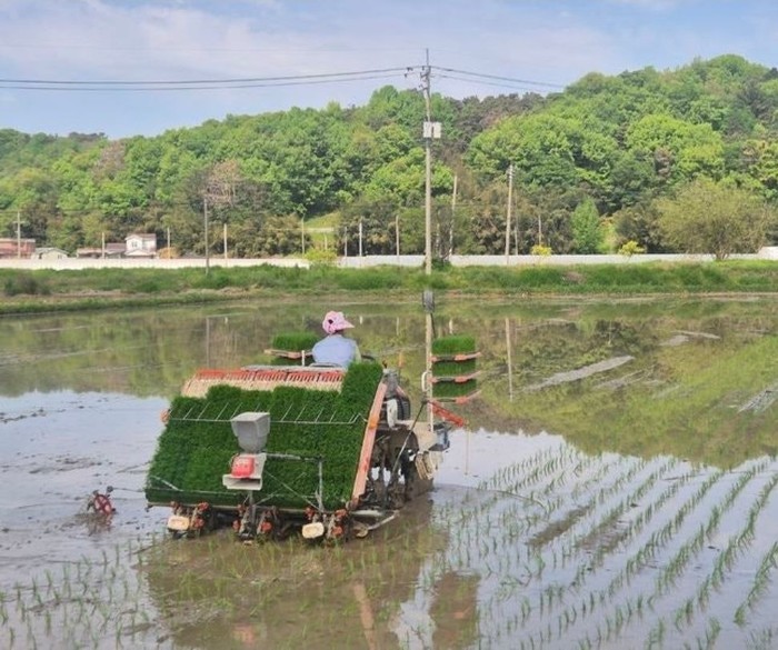 [포토] 초록빛 희망의 시작, 담양 ‘대숲맑은 조기햅쌀’ 첫 모내기