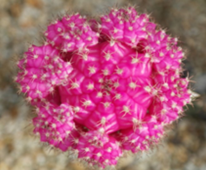 농촌진흥청, 꽃처럼 화려한 접목선인장...